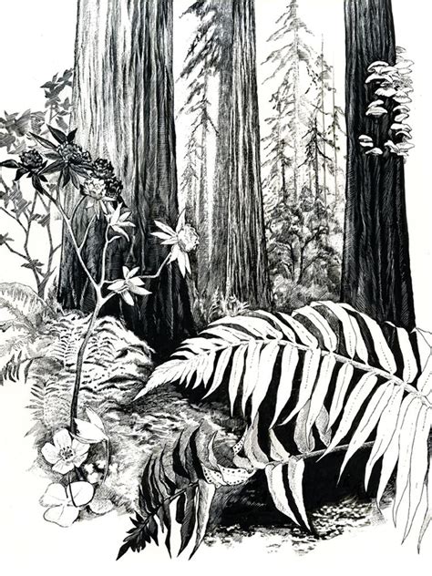Illustration Ink Dwell Page 2 Forest Sketch Forest Drawing Pen