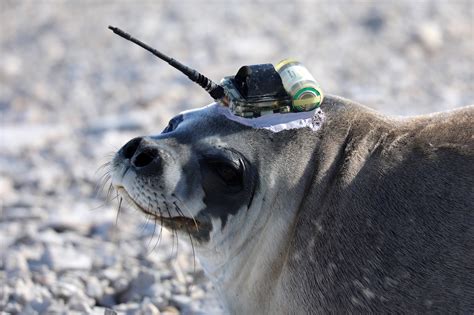 We did not find results for: How Scientists Use Antarctic Seals to Measure the Warming ...