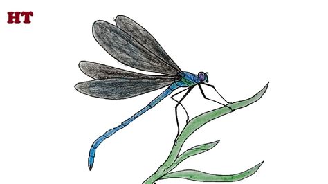 How To Draw A Dragonfly Beautiful Easy Youtube
