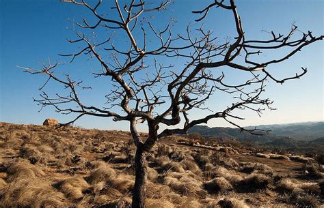 Dry Season Alchetron The Free Social Encyclopedia