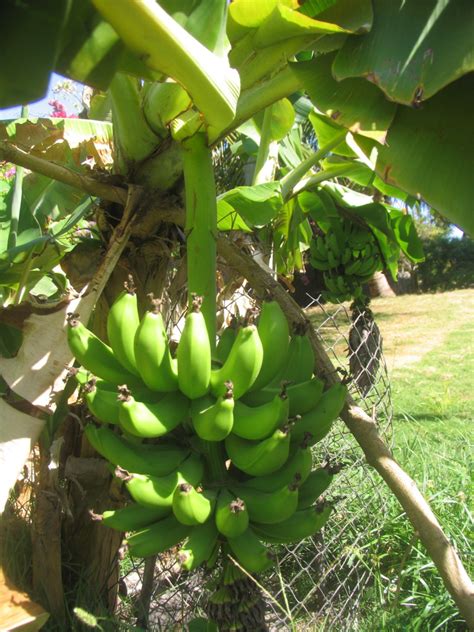 Banana Tree Fruiting Time Fruit Trees