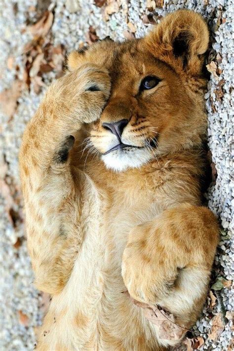 Download The Awesome Funny Animal Pictures Lions Hilarious Pets Pictures