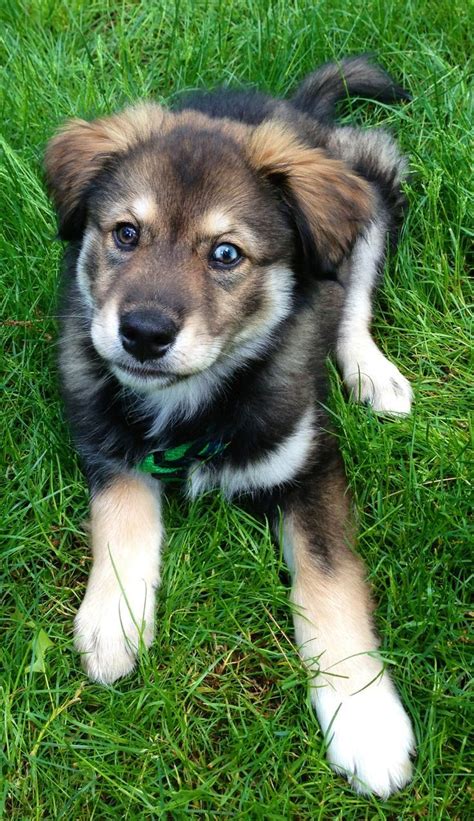 19 Breathtaking Husky Golden Retriever Mixes Golden Retriever Husky