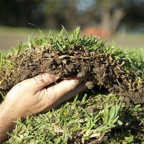 Sir walter buffalo is a superior buffalo lawn is a soft broad leaf turf grass that requires minimal maintenance and is drought tolerant. Sir Walter DNA Certified Buffalo Turf 0.5m2 Slab | Bunnings Warehouse