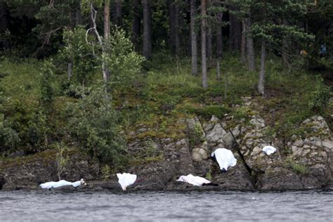 Oslo and utøya attacks of 2011: Anders Behring Breivik: Norway PM Jens Stoltenberg Sorry ...