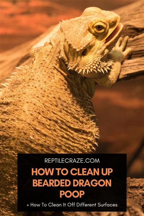 How To Clean Up Bearded Dragon Poop Reptile Craze