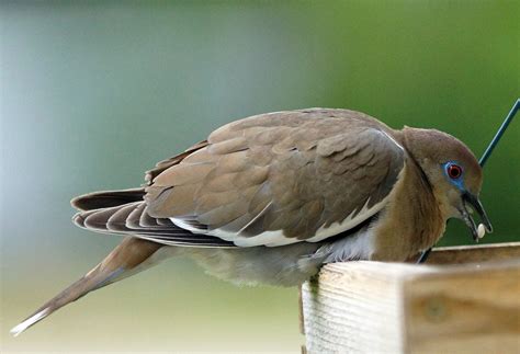 Music video by scorpions performing white dove. More on White-winged Doves •NEBRASKALand Magazine