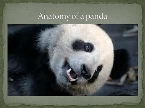 Ppt Giant Pandas Powerpoint Presentation Free Download Id2161469