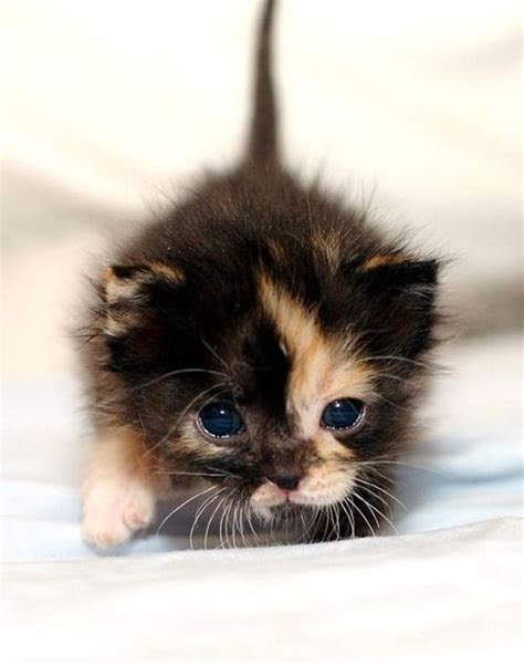 Pin De Mirielle Bastiaans Em Cute Pics Pinterest Kittens Cutest
