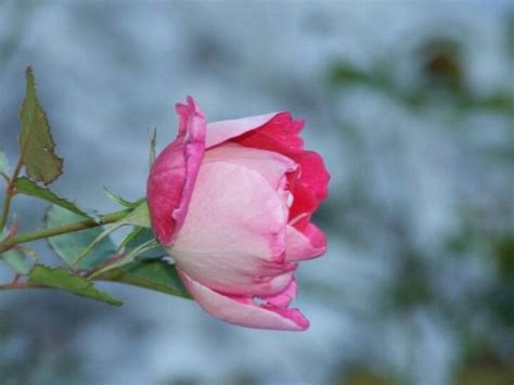 Pin By Ali Difrancesco On My Favorite Pics Rose Flowers Plants