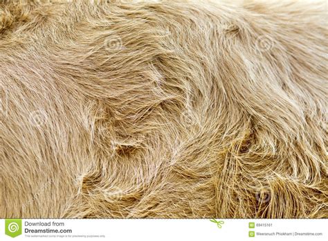 Vintage Style Brown Cow Fur Background Stock Image Image Of Animal