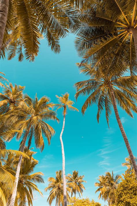 Nature Palms Branches Trunks Bottom View Tropic Sky Sky Tropics