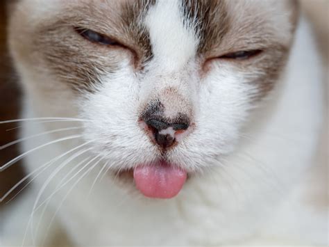 Cat Lip Swollen Allergies Cat Meme Stock Pictures And Photos My Xxx
