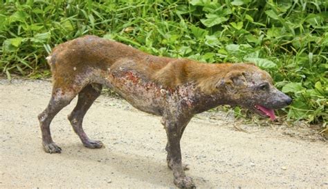 What Is Mange And Why Is It So Bad Healthy Coat Healthy
