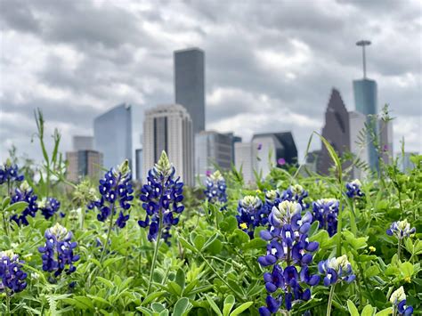 Spring In Houston Rhouston