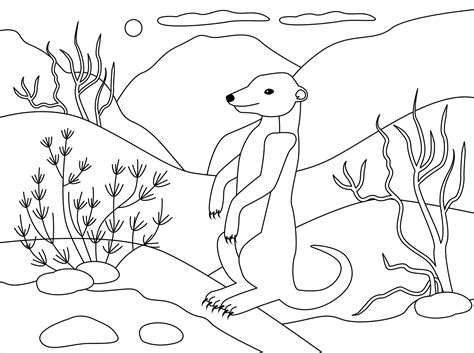 Meerkat Coloring Page Colouringpages