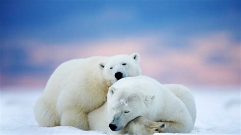 Fondos De Pantalla Invierno Osos Polares Ártico Mamífero