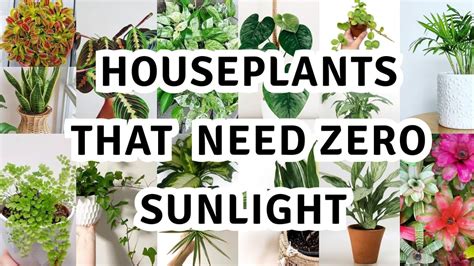 17 Houseplant That Can Survive Darkest Corner Of Your House The Best