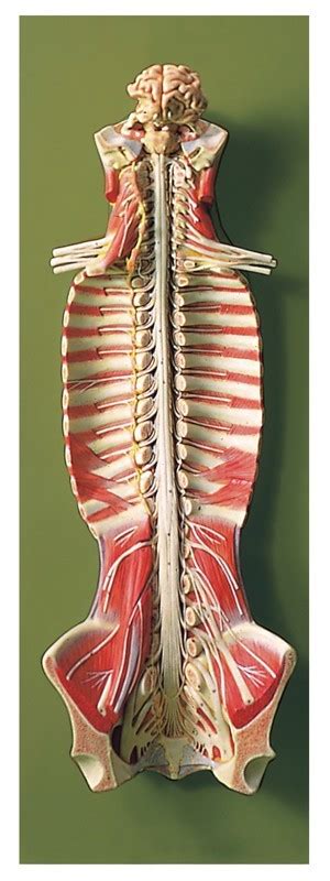 Spinal Cord With Spinal Canal Somso Spinal Cord Model In The Spinal Canal