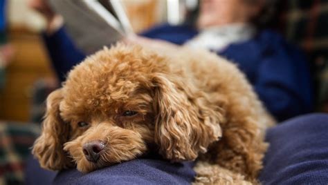 I did the best i could. Dear Labby: Smelly Dog-Or Insensitive Family? - DogTime