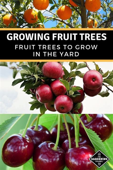 Top Tips For Successfully Growing Fruit Trees With Images