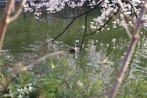 Cherry Blossoms In Tokyo Unplan
