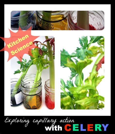 Maybe you would like to learn more about one of these? Mama's Little Muse: Colorful Celery: Kitchen science; AND ...