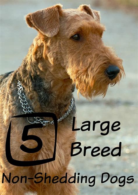 large dog breeds  dont shed dogvills
