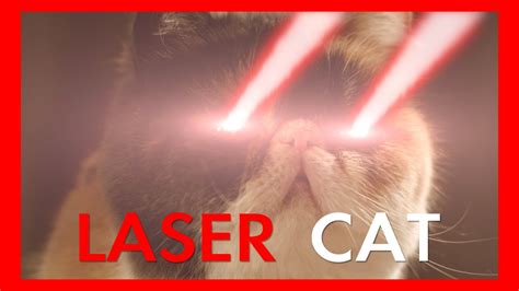 Laser Cat Youtube
