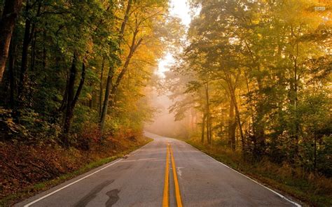 Road Through Misty Autumn Forest Hd Wallpaper