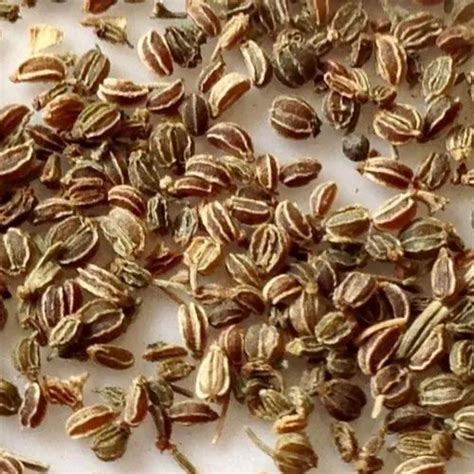 Celery Seeds Ajwain Seeds Packaging Size 20 Kg Grade Available