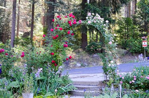 Prune And Train Your Climbing Rose Flower Patch Farmhouse