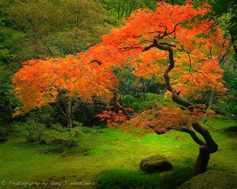 Japanese Maple Ii Maple Tree Landscape Japanese Garden Landscape