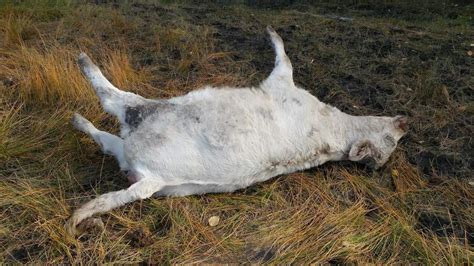 Dead cattle found shot in back country