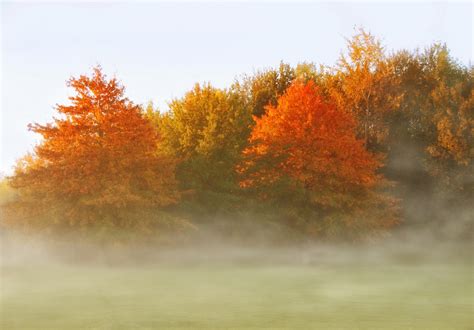Forest Autumn Trees Foliage Free Stock Photo Public Domain Pictures