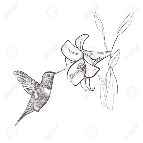 Line Drawing Of Hummingbird At Getdrawings Free Download