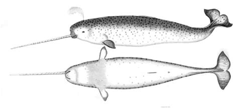 Gnarly Things You Didnt Know About Narwhals