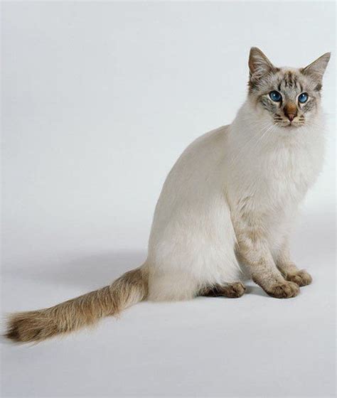 Hypoallergenic Cat Breeds For Adoption Pets And Animal Educations