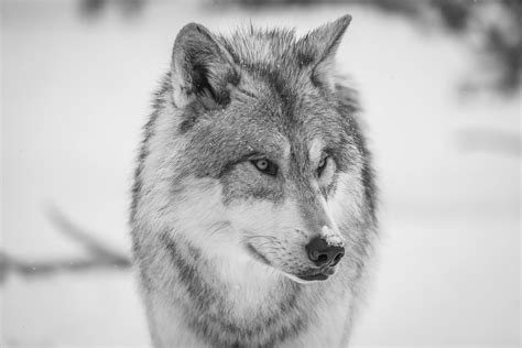 West Yellowstone Gray Wolves Sony A1 Ilce 1 Fine Art Wolf Flickr