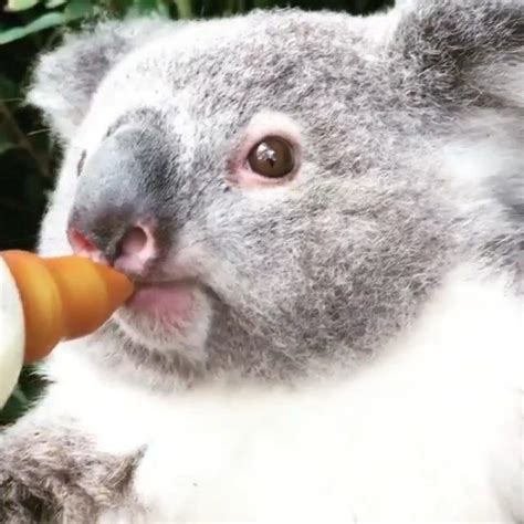 Koala On Instagram “🍼🍼🐨🐨 Credit Unknow Dm For Creditthanks