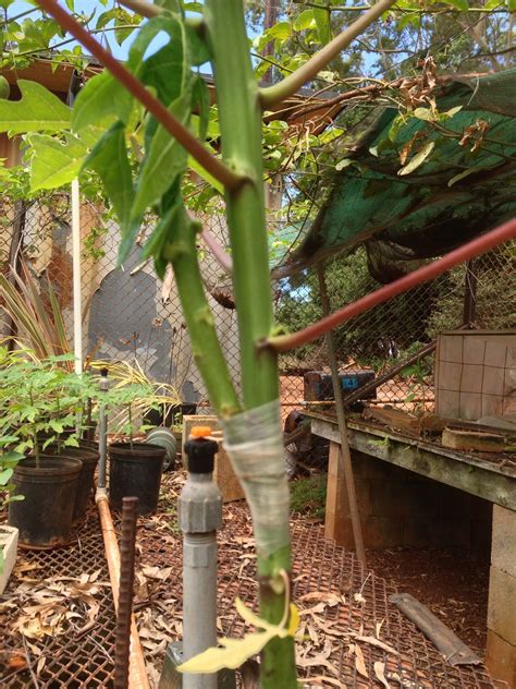 Aug Papaya Growing Grafting Garden