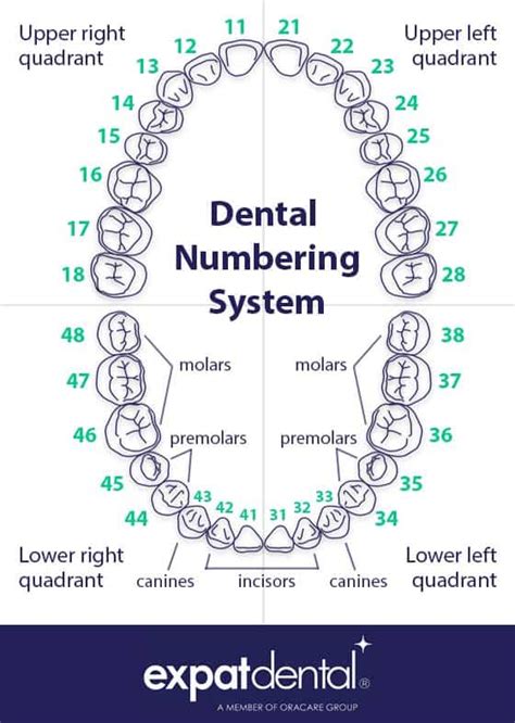 Tooth Chart S Expat Dental