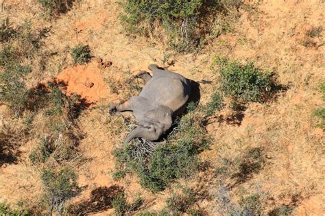 Over 350 Elephants Have Mysteriously Died Abc News