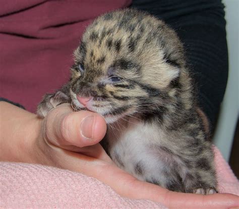 Through Golden Eyes Two Cute Clouded Leopard Cubs Born In Tampa