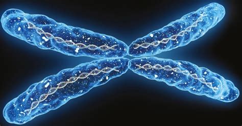 La Teoría Cromosómica De La Herencia Introducción A La Genética Iii