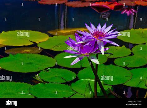 Aquatic Plants Water Lilies Hi Res Stock Photography And Images Alamy