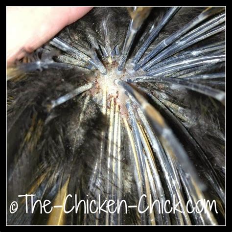 Lice And Mites Identification And Treatment The Chicken Chick®