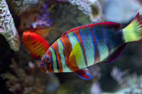Montessori Zoology Main Characteristics Of Fish