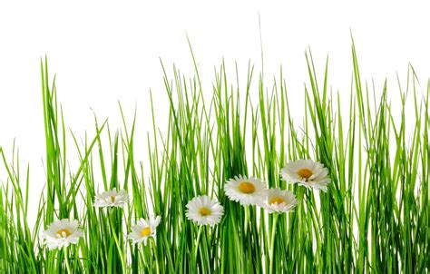 Wallpaper Greens Summer Grass Flowers Chamomile White Background