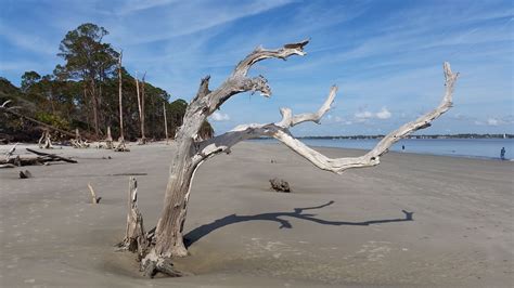 Driftwood Beach Auf Jekyll Island Die Müllervöllers In Jacksonville